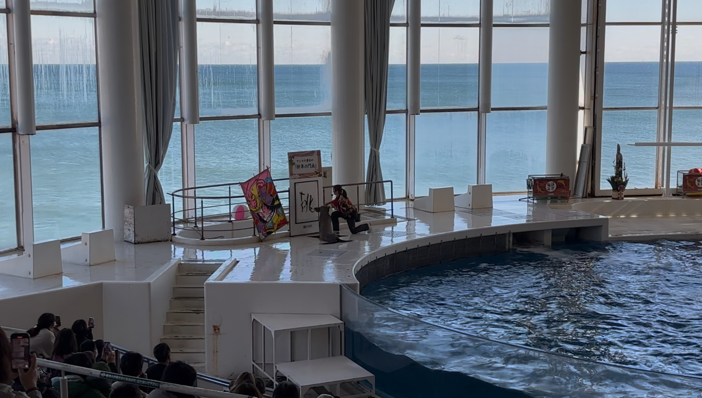 ぷりんちゃんの挑の写真